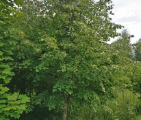 Вяз малый (Ulmus minor)