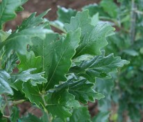 Дуб варейский Регал Принц (Quercus × warei 'Regal Prince')