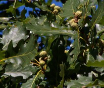 Дуб крупноплодный (Quercus macrocarpa)