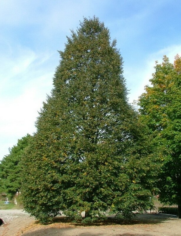 Липа мелколистная Корзам (Tilia cordata 'Corzam')