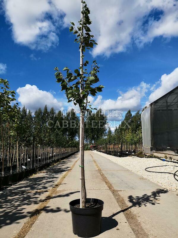 Липа мелколистная Корзам (Tilia cordata 'Corzam')