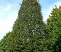 Липа мелколистная Корзам (Tilia cordata 'Corzam')