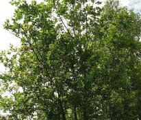 Ива грушанколистная (Salix pyrolifolia)