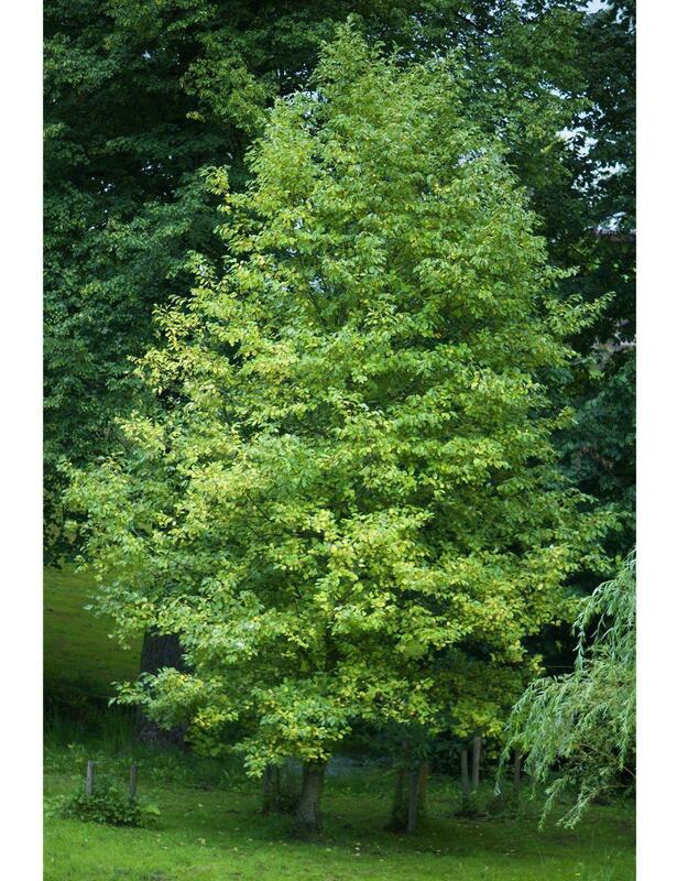 Ольха серая (Alnus incana)