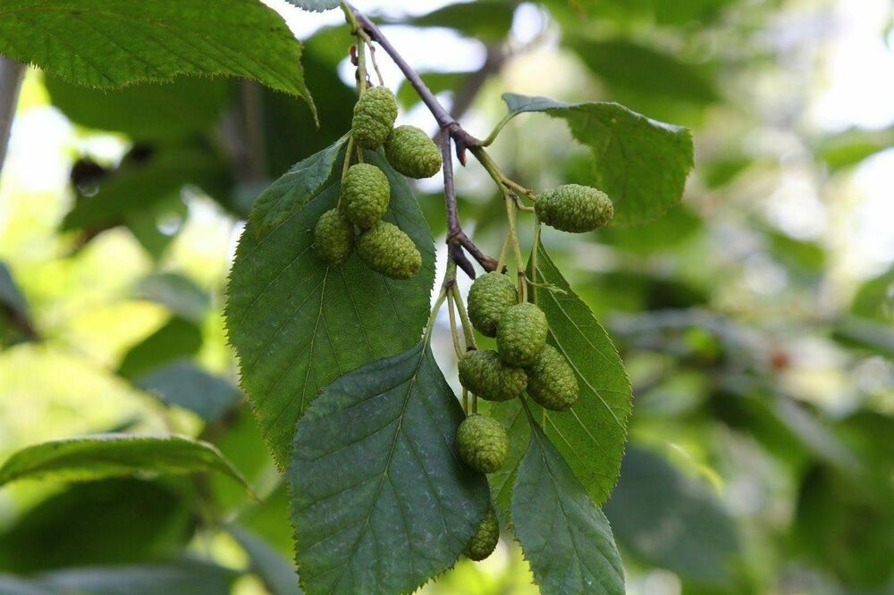 Ольха серая (Alnus incana)
