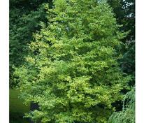 Ольха серая (Alnus incana)