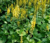 Бузульник узкоголовчатый Зе Рокет (Ligularia stenocephala 'The Rocket')