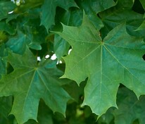 Клён остролистный Парквей (Acer platanoides 'Parkway')