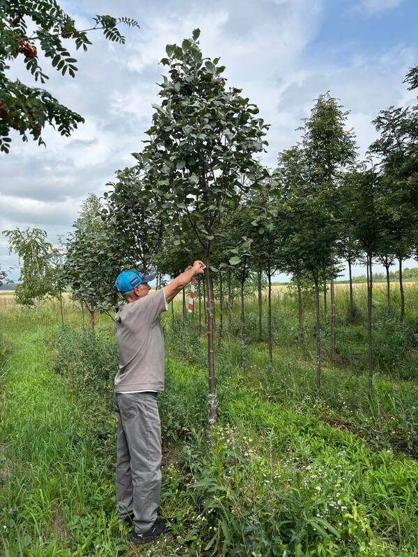 Рябина ария Магнифика (Sorbus aria 'Magnifica')