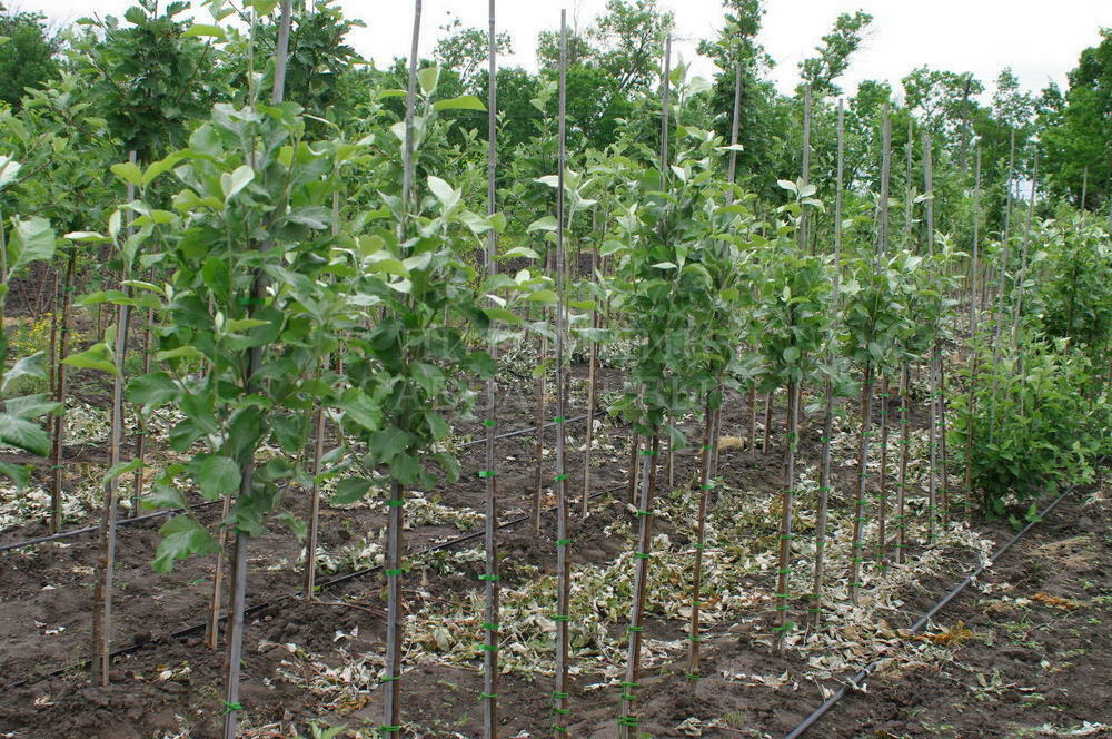 Рябина ария Магнифика (Sorbus aria 'Magnifica')