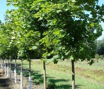 Клён остролистный Суперформ (Acer platanoides 'Superform')