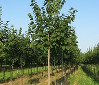 Липа американская Сентри (Tilia americana 'Sentry')