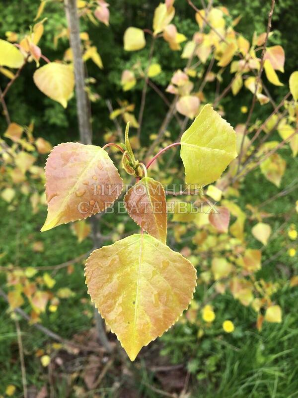 Тополь канадский Серотина Аурея (Populus &times; canadensis 'Serotina Aurea')
