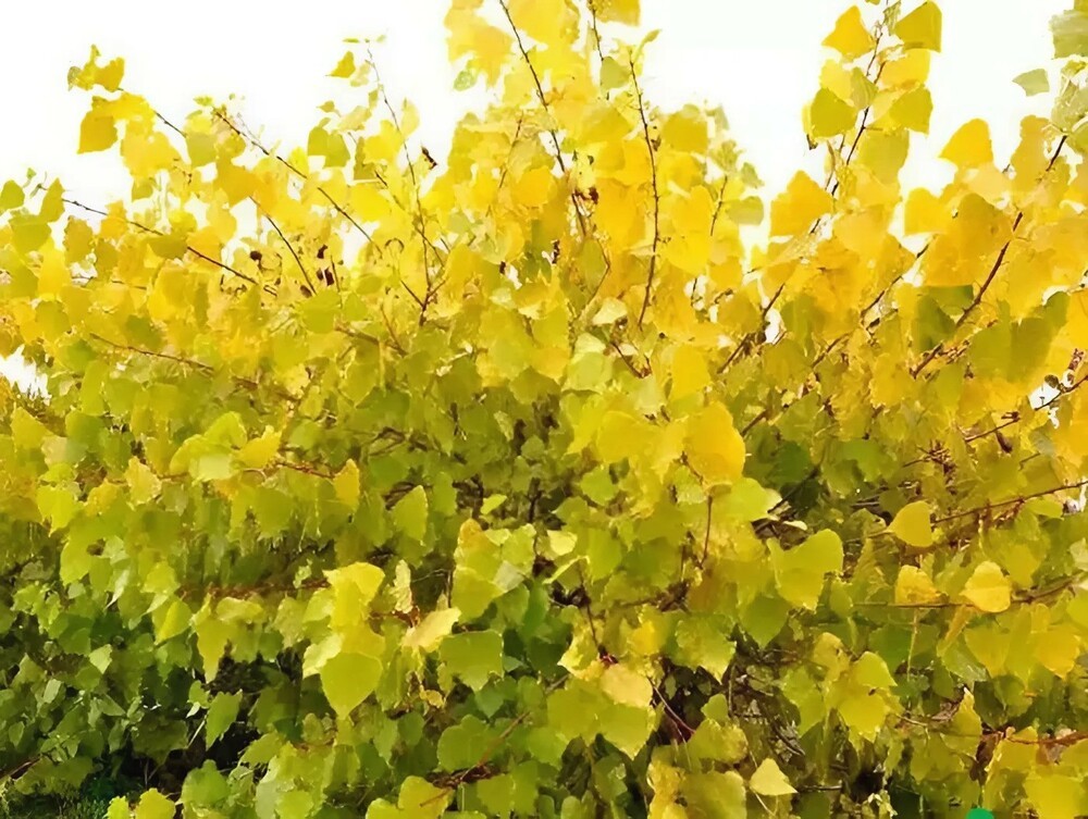 Тополь канадский Серотина Аурея (Populus &times; canadensis 'Serotina Aurea')