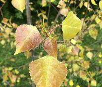 Тополь канадский Серотина Аурея (Populus × canadensis 'Serotina Aurea')