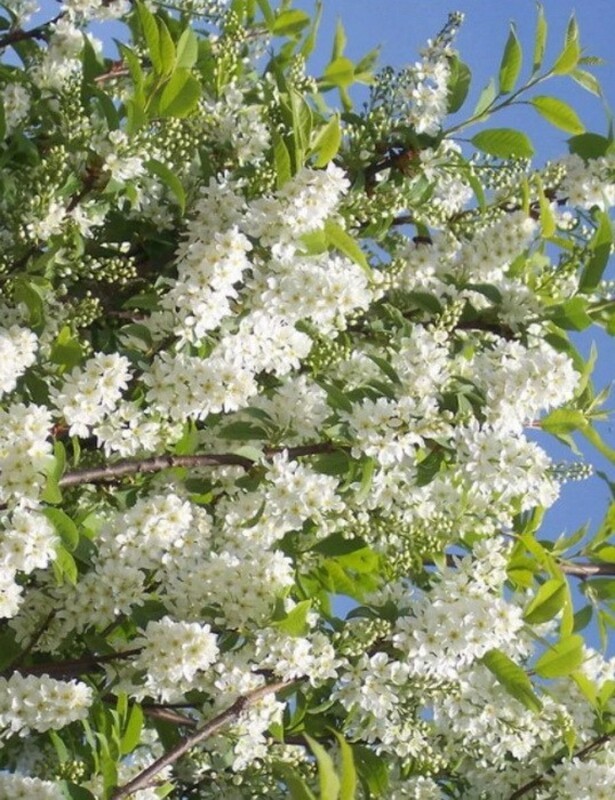 Черемуха гибридная Ольгина радость (Prunus 'Olgina Radost')