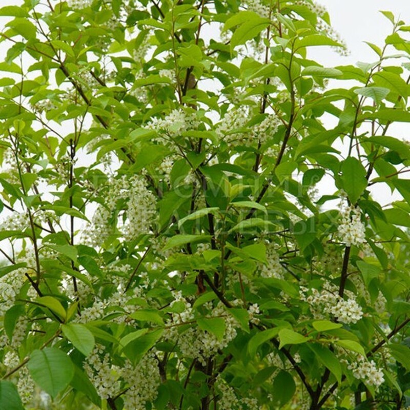 Черемуха гибридная Ольгина радость (Prunus 'Olgina Radost')