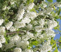 Черемуха гибридная Ольгина радость (Prunus 'Olgina Radost')