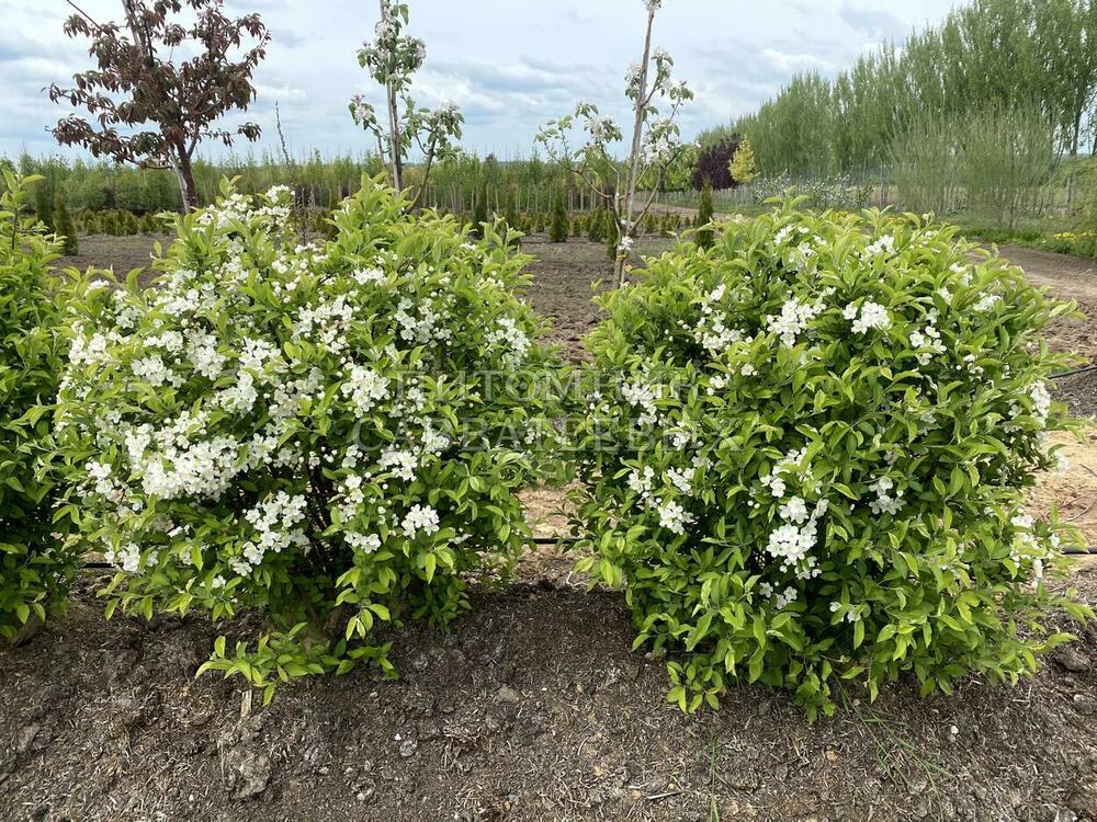 Яблоня Зибольда (Malus sieboldii) (торинго)