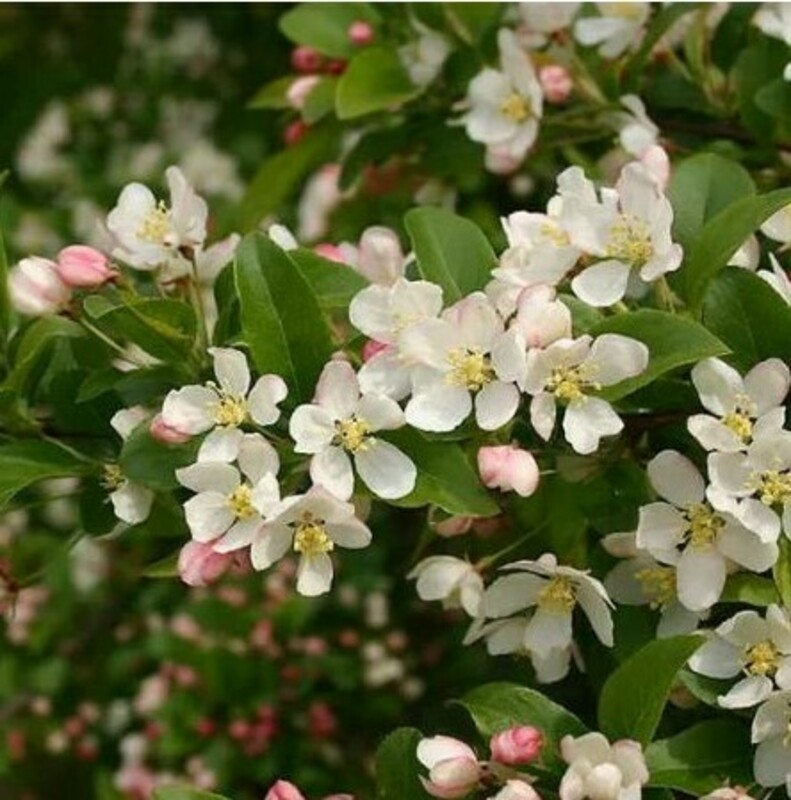 Яблоня Зибольда (Malus sieboldii) (торинго)