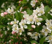 Яблоня Зибольда (Malus sieboldii) (торинго)