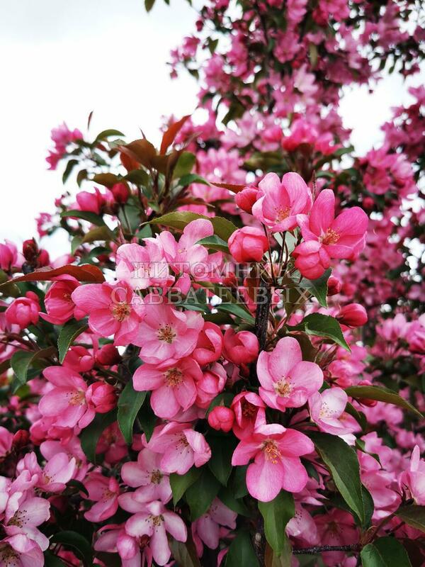 Яблоня Элей (Malus 'Eleyi')