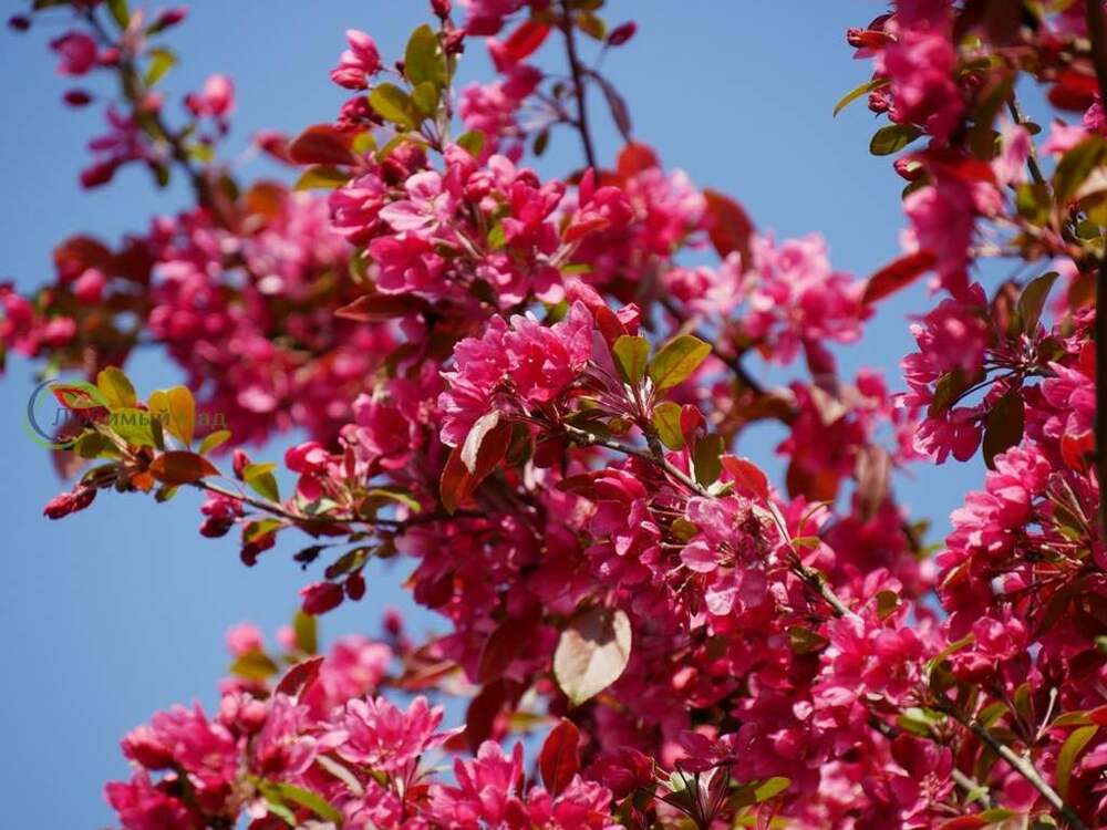 Яблоня Элей (Malus 'Eleyi')