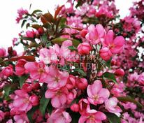 Яблоня Элей (Malus 'Eleyi')