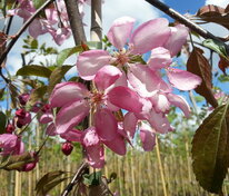 Яблоня Чилс Випинг (Malus 'Cheal's Weeping')