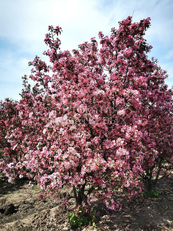 Яблоня Макамик (Malus 'Makamik')