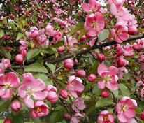 Яблоня Макамик (Malus 'Makamik')