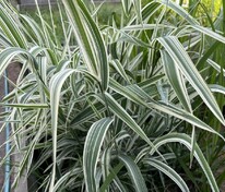 Бухарник мягкий Альбавариегатус (Holcus mollis 'Albovariegatus')