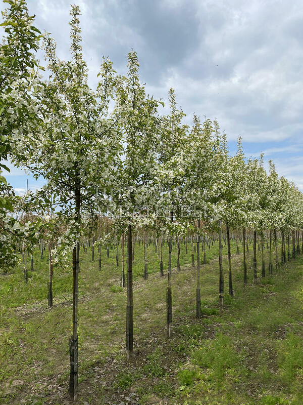 Яблоня Уайт Ангел (Malus 'White Angel')
