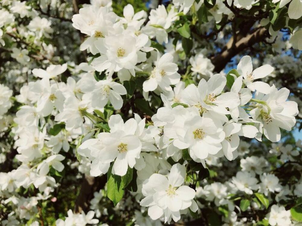Яблоня Уайт Ангел (Malus 'White Angel')