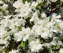 Яблоня Уайт Ангел (Malus 'White Angel')