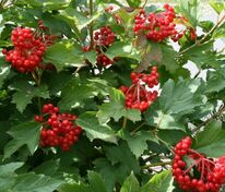Калина обыкновенная Компактум (Viburnum opulus 'Compactum')
