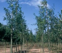 Рябина обыкновенная Веттра (Sorbus aucuparia 'Wettra')