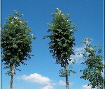 Рябина обыкновенная Фингерпринт (Sorbus aucuparia 'Fingerprint')