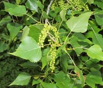 Тополь чёрный (Populus nigra)