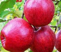Яблоня плодовая Моди (Malus domestica 'Modi')