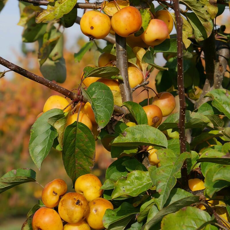 Яблоня Баттербол (Malus 'Butterball')