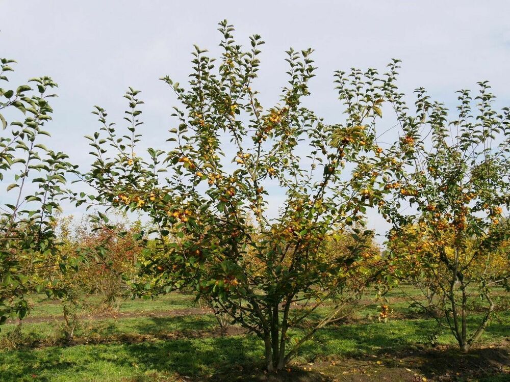 Яблоня Баттербол (Malus 'Butterball')