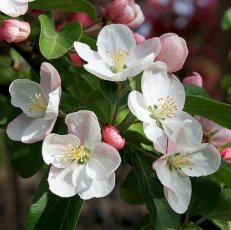 Яблоня Баттербол (Malus 'Butterball')
