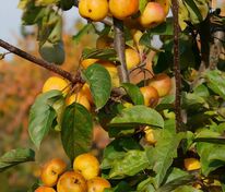 Яблоня Баттербол (Malus 'Butterball')