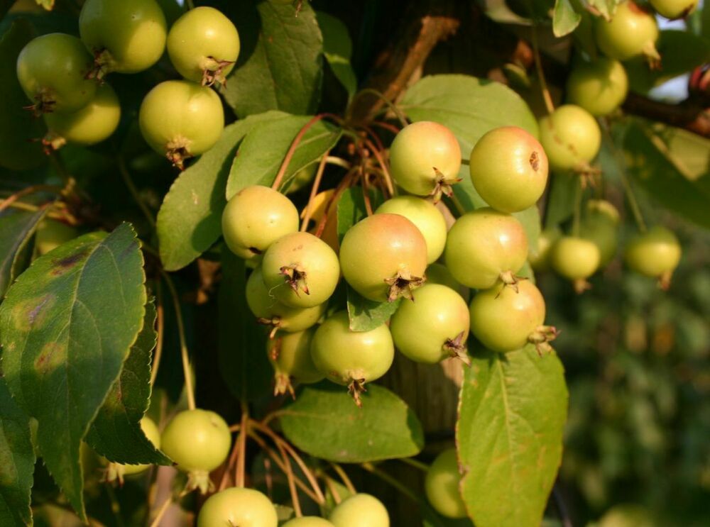 Яблоня Винтерголд (Malus 'Wintergold')