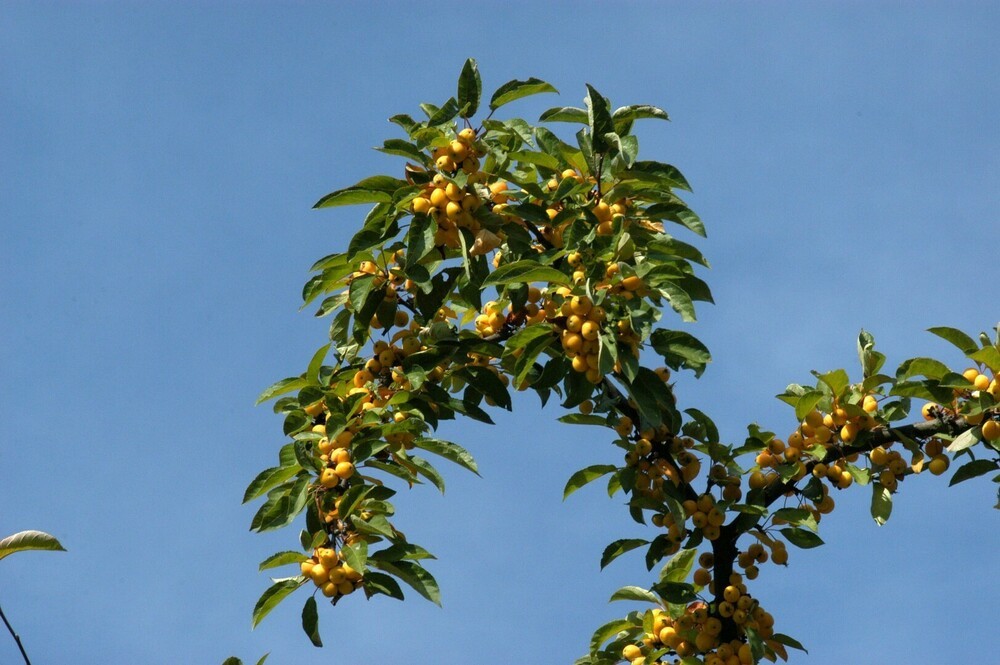 Яблоня Винтерголд (Malus 'Wintergold')