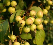 Яблоня Винтерголд (Malus 'Wintergold')