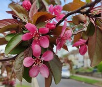 Яблоня Директор Муэрландс (Malus 'Director Moerland')