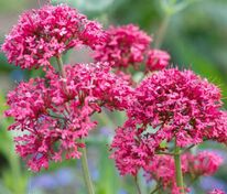 Валериана красная Кокцинеус (Centranthus ruber 'Coccineus')