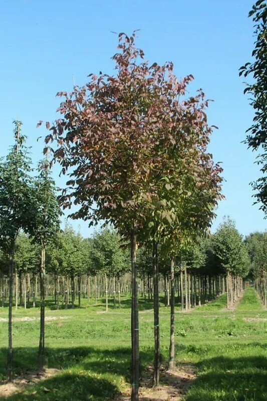 Ясень американский Отом Перпл (Fraxinus americana 'Autumn Purple')